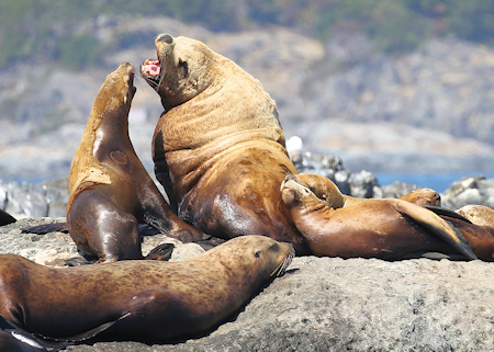 Steller Sea Lions